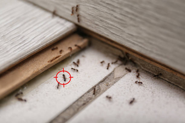 Best Spider Control Near Me  in Mchenry, IL