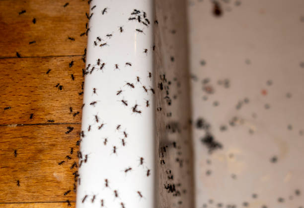 Best Spider Control Near Me  in Mchenry, IL